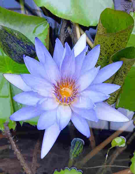 Il Mio Approccio loto